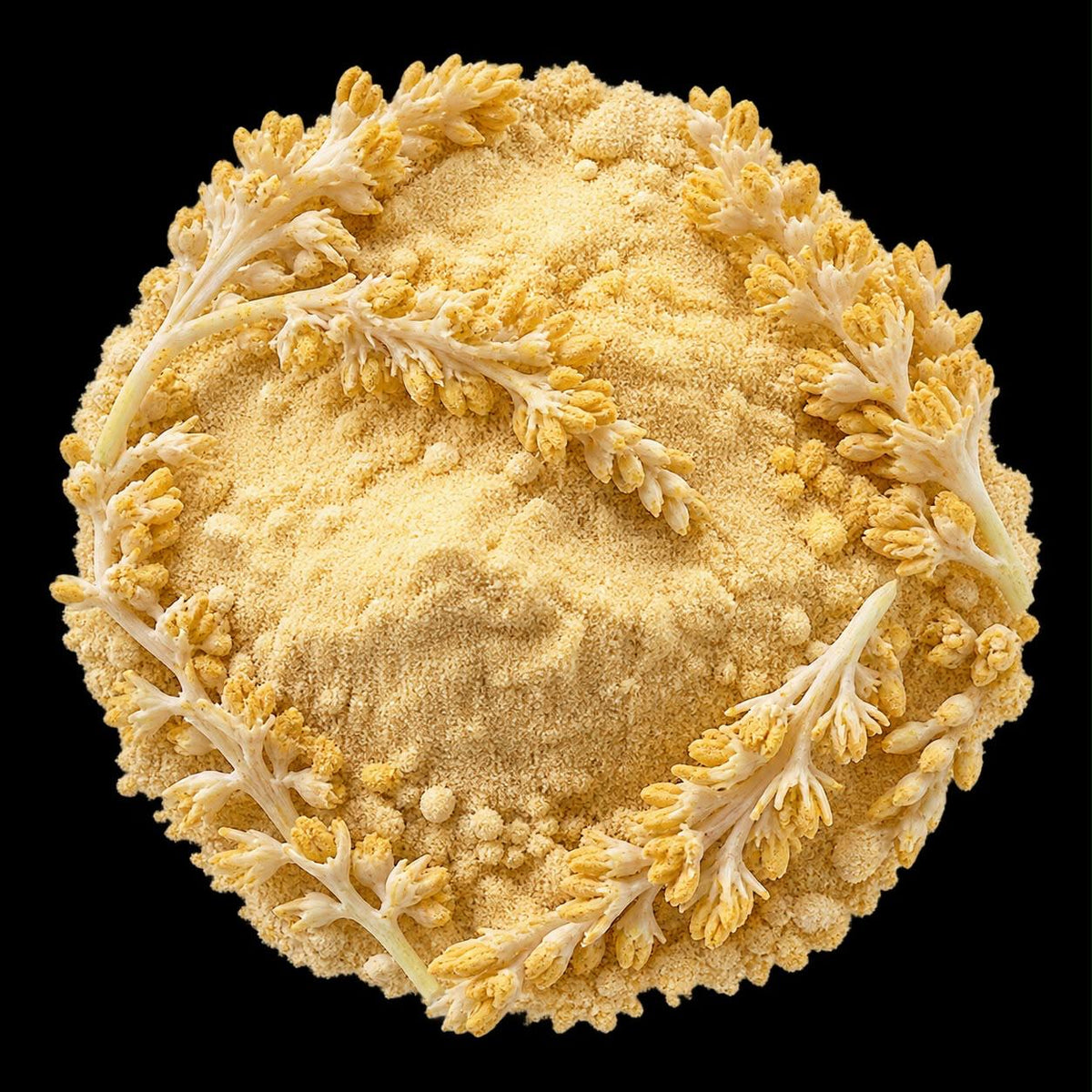 Date Palm Pollen