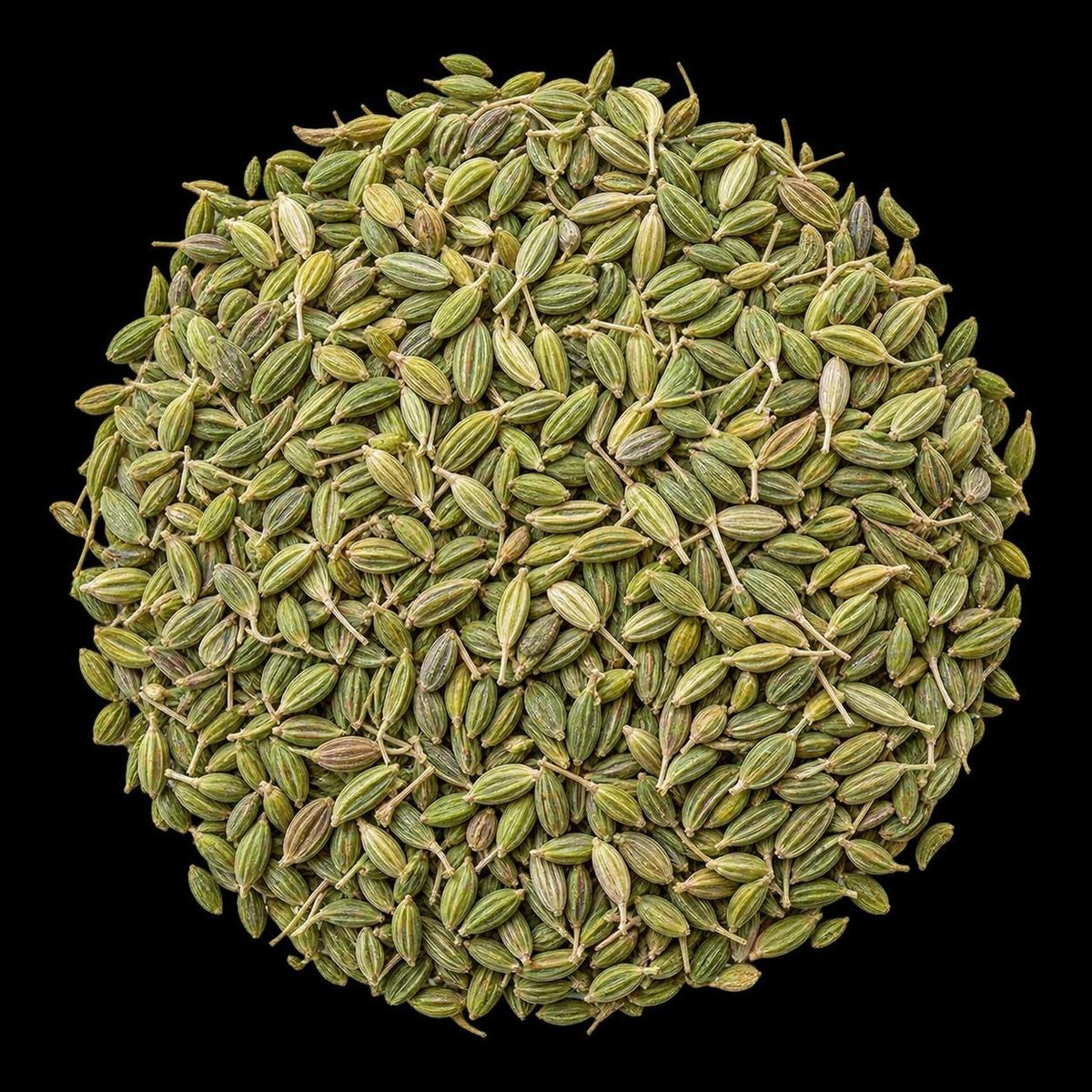 Fennel / Green Anise Seeds